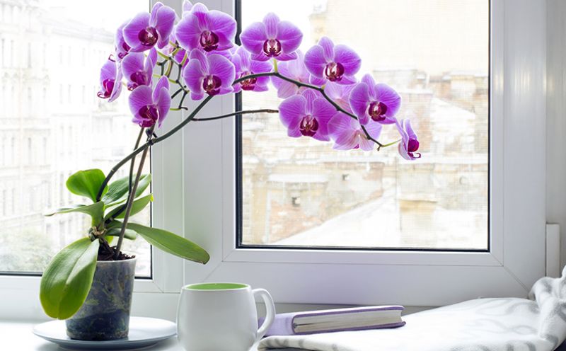 Orquídea – Quem nunca comprou ou ganhou de presente um vaso desta planta? Campeã no uso interno, ela pede poucos cuidados. Uma das espécies mais comuns é a falenópsis, cujas flores arredondadas variam entre o branco, o rosa, o amarelo e a púrpura. Po